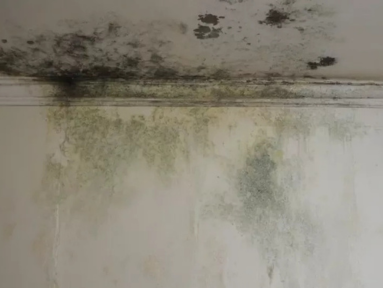 Hidden Costs of Mold in Dubai