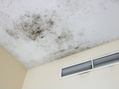 Mold Classification in Commercial Buildings_ How Facility Managers in Dubai Should Assess and Respond
