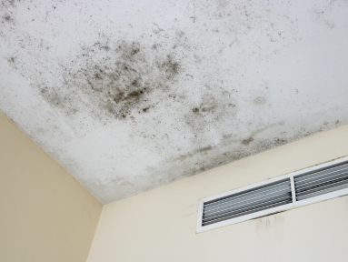 IAQ and mold management